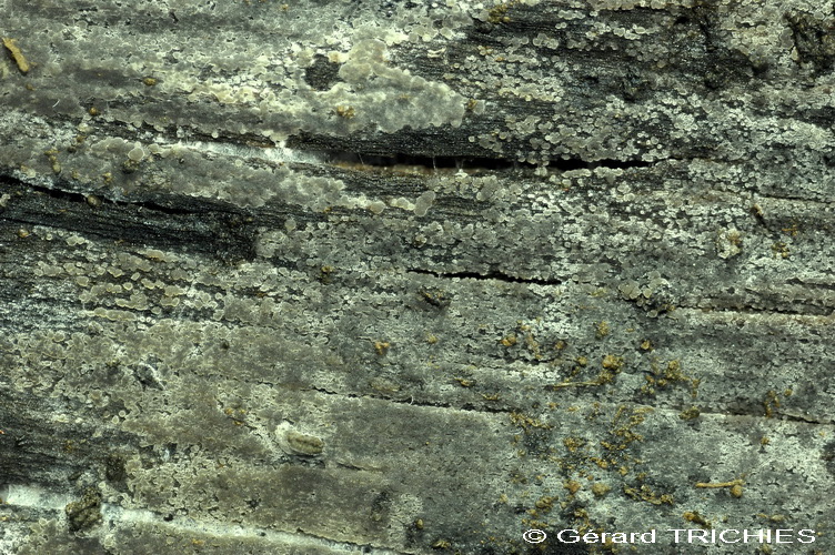 Cerinomyces sp.